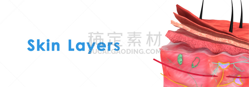 皮肤,多层效果,基底细胞,皮下的,皮脂腺,毛囊,真皮层,人类腺体,岩层