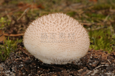 普通马勃,自然,水平画幅,无人,蘑菇,户外,食用菌,白色,真菌,2015年