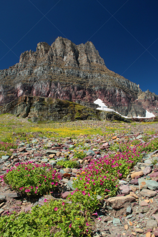 摇石路,阿根廷冰川国家公园,欧柏林山,美国冰河国际公园,蒙大拿州,野花,垂直画幅,草地,美国,无人