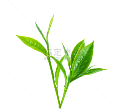 绿色,茶叶,白色背景,分离着色,自然,植物,水平画幅,无人,枝,清新