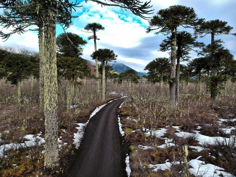 Bosque de Araucarias rodeando el camino que recorre el Parque Nacional Conguillio, reserva de 600 kilómetros cuadrados ubicada en la cordillera de la Región de La Araucanía y dentro de la cualse encuentra el Volcán Llaima.