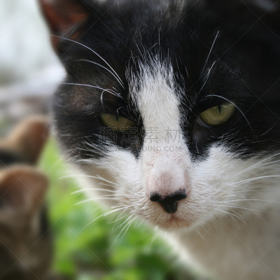 猫,动物,猪嘴,杂种猫,方形画幅,想,摄影
