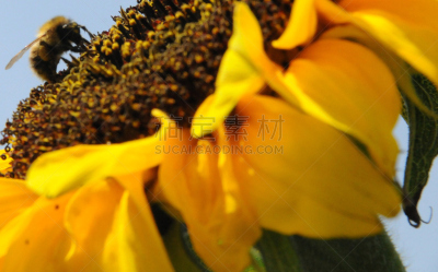 巨大的,蜜蜂,天空,水平画幅,过大的,无人,木蜂,仅一朵花,common sunflower,大黄蜂