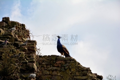 孔雀,石墙,古老的,鸽子,请回避记号,孔雀羽毛,蓝色背景,美,公园,水平画幅