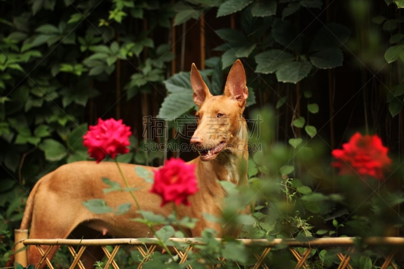 法老王猎犬,法老,高个子,动物耳朵,美,水平画幅,优美,美人,动物身体部位,夏天