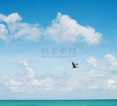 鹈鹕,鸡尾酒,海滩,天空,水平画幅,无人,鸟类,动物身体部位,野外动物,动物主题