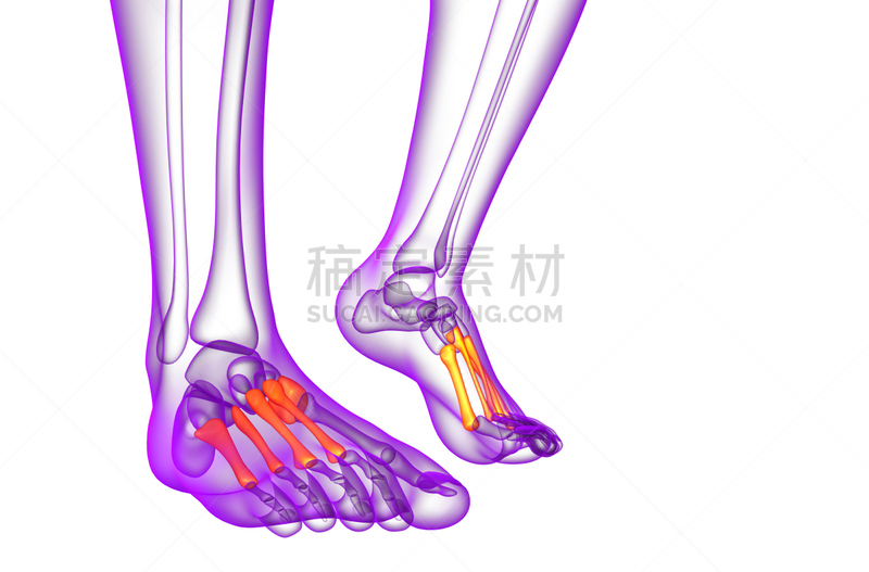 健康保健,三维图形,骨骼,插画,手舟骨,人类骨架,水平画幅,形状,跎骨,足