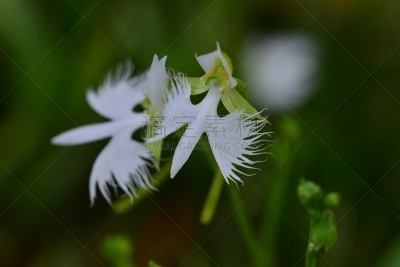仅一朵花,大白鹭,白色,兰花,东京,图像,白鹭,孔雀兰,狭叶白蝶兰,多年生植物