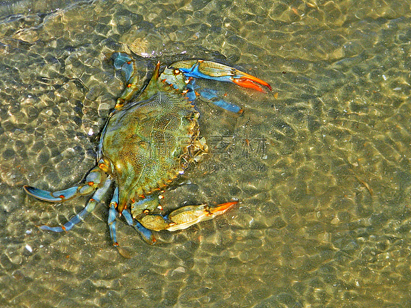 蓝蟹,南卡罗来那,自然,水平画幅,无人,大西洋,海洋生命,户外,海洋,螃蟹