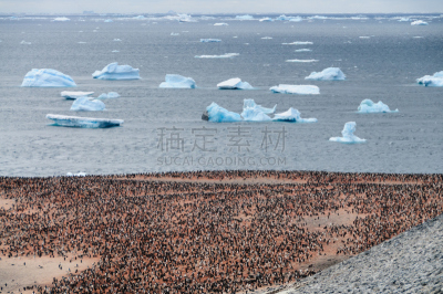 阿黛利企鹅,保利特岛,水平画幅,进行中,雪,南极半岛,鸟类,企鹅,户外,巴布亚企鹅