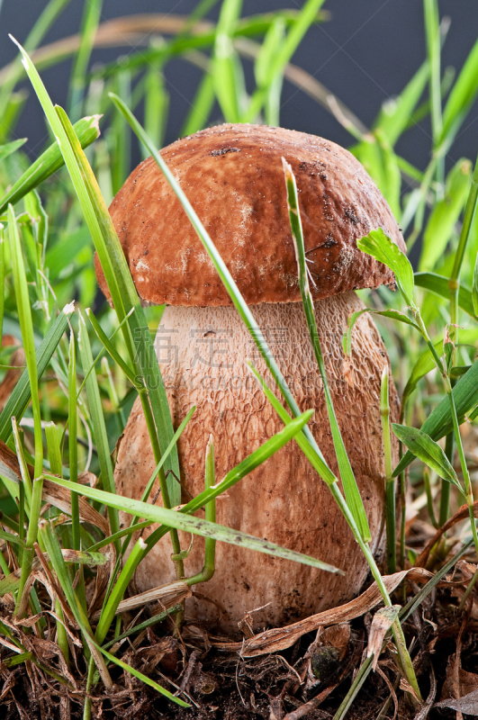 草,绿色,白蘑菇,美味牛肝菌,自然,垂直画幅,褐色,孢子,小的,素食