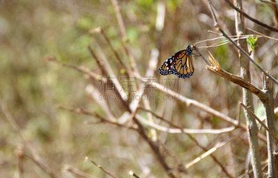 自然,北方深红色食蜂鸟,野生动物,水平画幅,无人,mariposa grove,2015年,枝,环境,户外