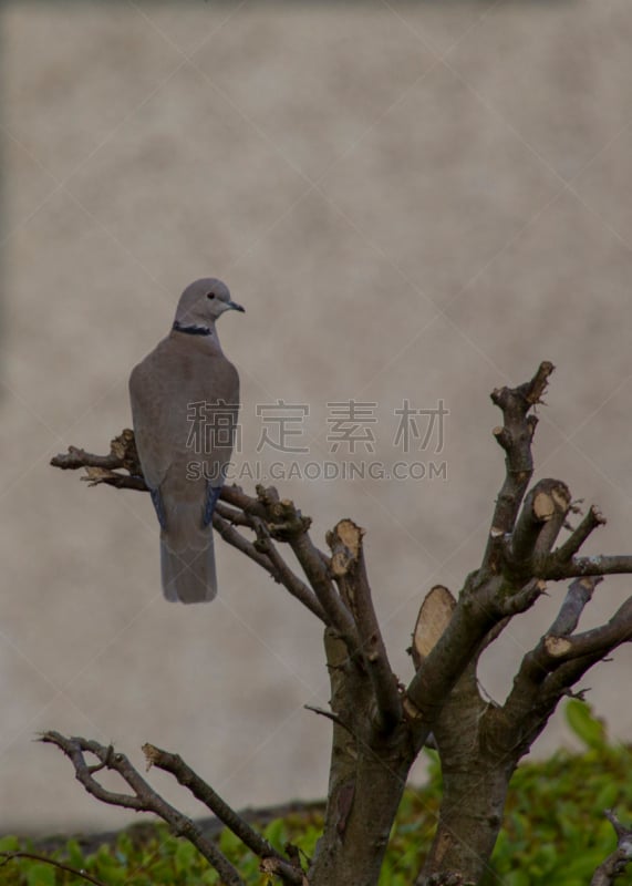 斑鸠,枝,自然,垂直画幅,野生动物,灰色,可爱的,爱尔兰共和国,无人,欧洲