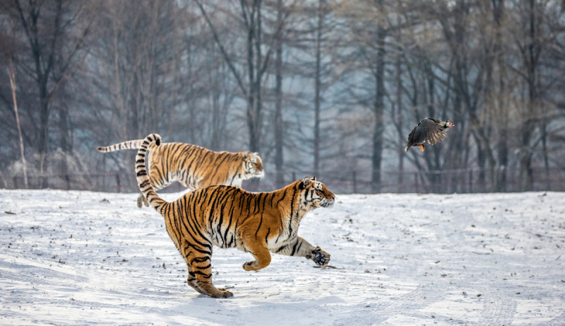 霜,雪,中国,哈尔滨,西伯利亚虎,冬天,虎,捕猎行为,公园,摄影预览效果