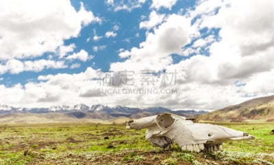 牦牛,四川省,中国,平原,头骨,也拉,康巴,身体匍伏前进运动,东欧大草原,美