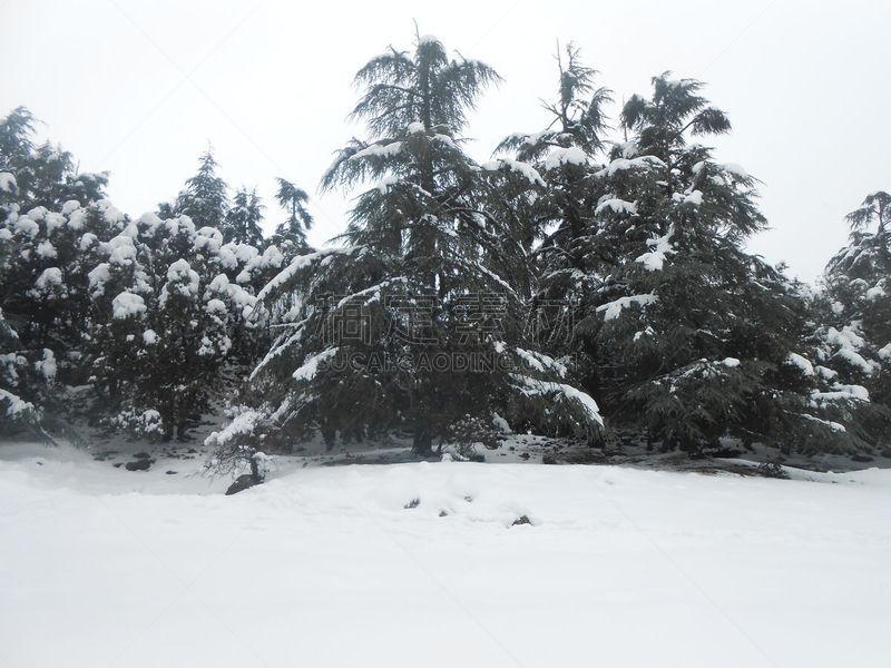 雪,暴风雨,气候,温度,水平画幅,无人,户外,树林,戏剧性的景观