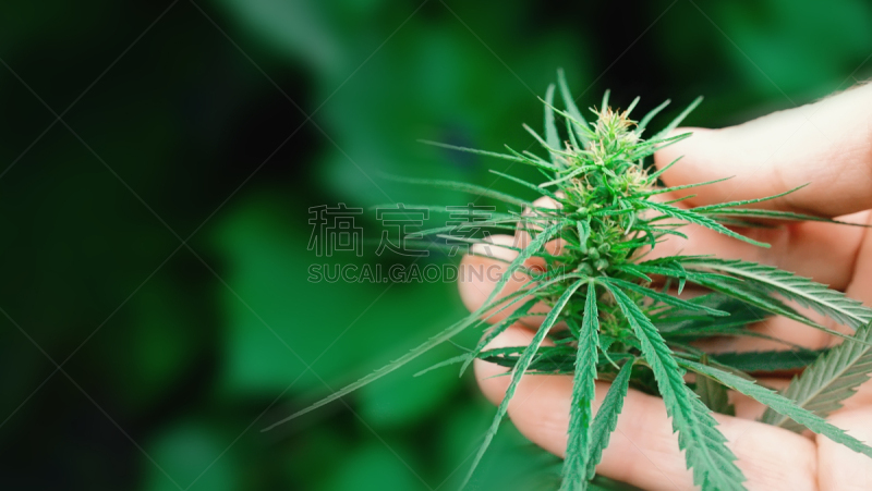 概念,草本,香熏油,工业,替代医药,纤维光学,成年子女