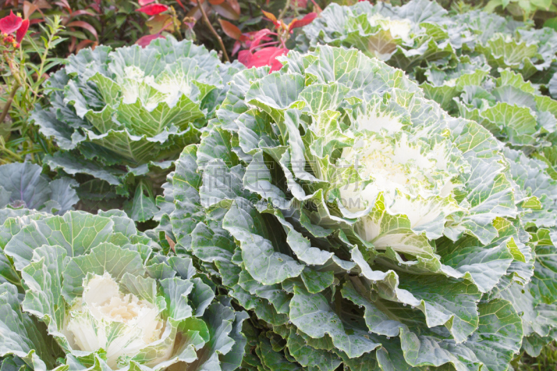 甘蓝,水平画幅,户外,特写,羽衣甘蓝,园艺,清新,农业,叶子,季节