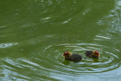 鸡（品牌名）,黑鸭,自然,水,野生动物,水平画幅,可爱的,欧洲,鸟类,野外动物