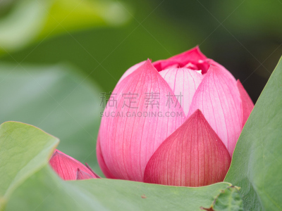 荷花,特写,花蕾,粉色,水,美,禅宗,水平画幅,睡莲,无人