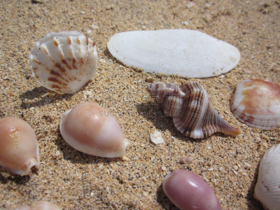 沙子,贝壳,美,水平画幅,形状,组物体,户外,生物学,特写,泰国