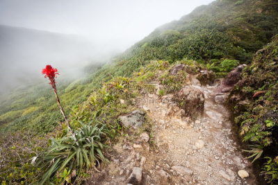 瓜德罗普岛,仅一朵花,菠萝,留白,公园,水平画幅,无人,火山地形,户外,著名自然景观