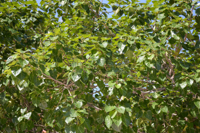 叶子,无花果树,tipa tree,菩提树,自然,水平画幅,绿色,泰国,植物,枝