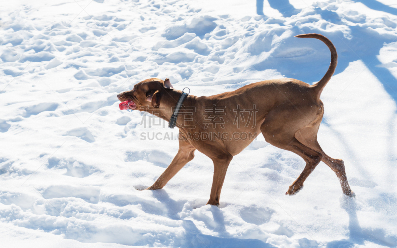 维希拉猎犬,公园,进行中,雪,冬天,衣服,波音达猎犬,游戏,匈牙利,瞄准