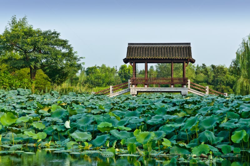 杭州,地形,西溪湿地,公园,荷花,水平画幅,形状,无人,夏天,户外