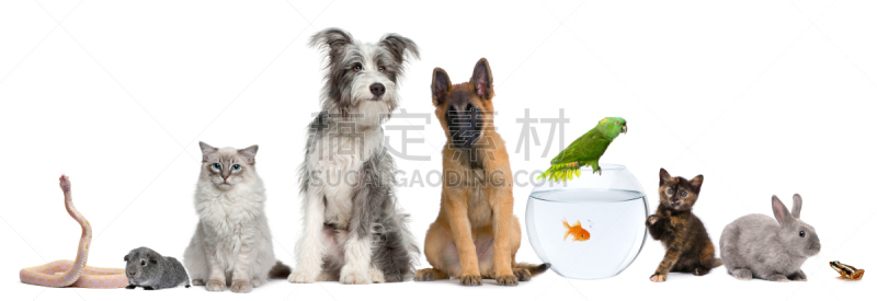 兔子,猫,狗,青蛙,宠物,动物群,鱼肉,雪貂,正面视角,水平画幅