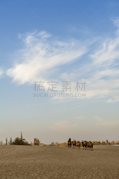 黄昏,骆驼,家,动物背脊,自然,垂直画幅,地形,山,沙子,无人