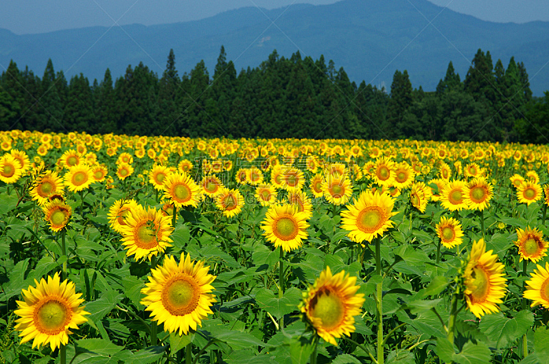 向日葵,新泻县,自然,水平画幅,无人,色彩鲜艳,日本,夏天,植物,黄色