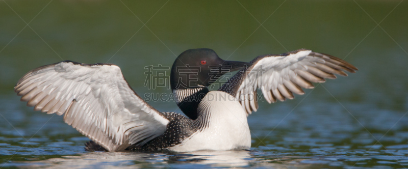 潜鸟,温尼佩绍基湖,普通潜鸟,新英格兰,美国东部,脊椎动物,水面,动物,鸟类