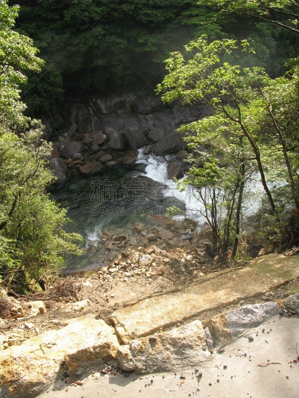 日本,屋久岛,绿色,地形,与众不同,25街,2010,秘密,环境,枝繁叶茂