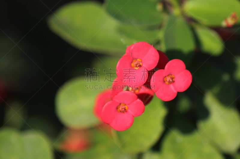 粉色,芋泥,园林,自然,红色,水平画幅,无人,花朵,泰国,花