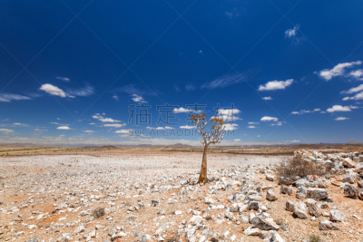 鱼河峡谷,芦荟树木,纳米比亚,自然公园,肉质植物,全景,非洲,南部非洲,树