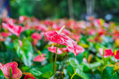 肉穗花序,红色,仅一朵花,菜园,自然,水平画幅,无人,夏天,特写,植物茎