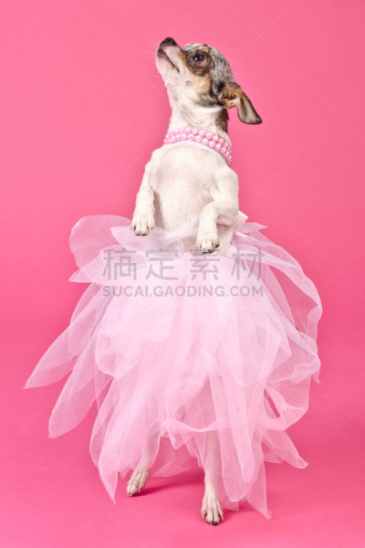狗,舞蹈,高雅,垂直画幅,美,宠物服装,狗外套,动物杂技,粉色背景,哺乳纲