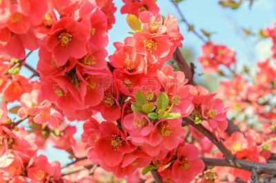 皱皮木瓜,温柏,特写,粉色,欧洲赤松,茶花,户外,美,水平画幅,无人
