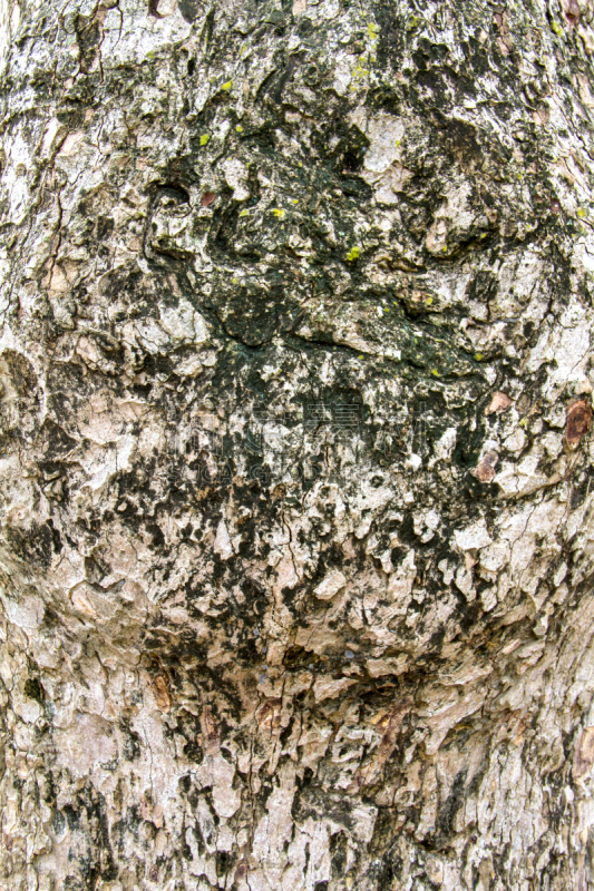 纹理,树皮,迪言高原,垂直画幅,褐色,风化的,谷仓,无人,衰老过程,雨豆树