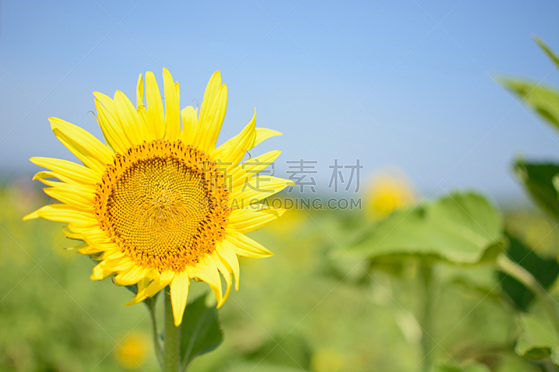 向日葵,水平画幅,无人,夏天,户外,泰国,热,黄色,2015年,花坛