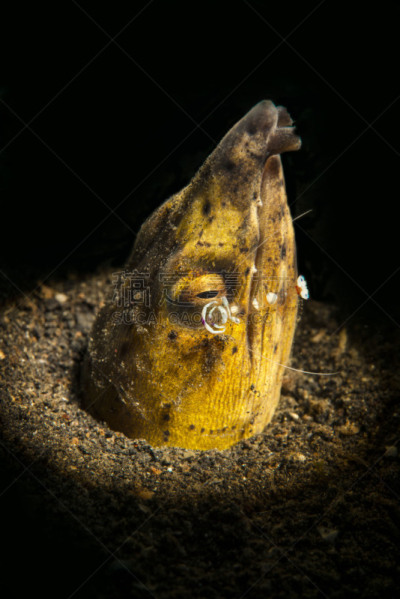 咸水鳗,菲律宾海,底栖生物带,后腿站立,掩埋的,垂直画幅,机敏,褐色,动物嘴,水肺潜水