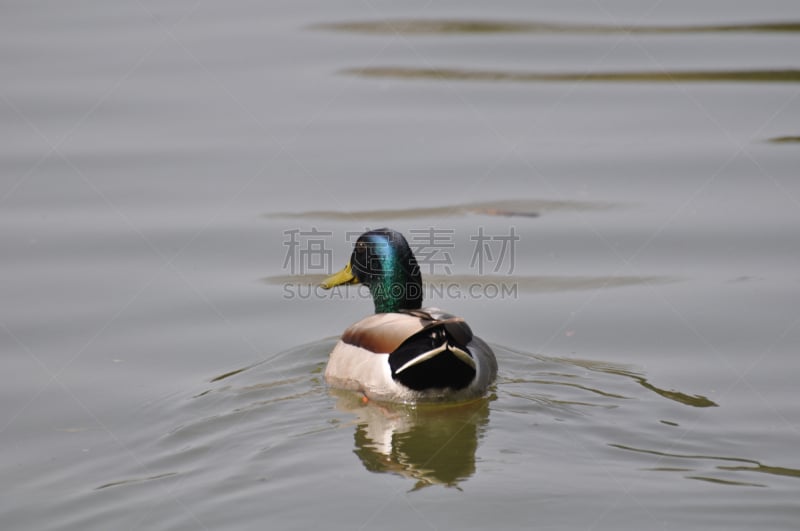 野鸭,雄性动物,水,野生动物,水平画幅,鸟类,河岸,淡水鸟,海鸟,2015年