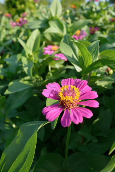 鱼尾菊,粉色,特写,园林,gilia,垂直画幅,美,无人,夏天,户外