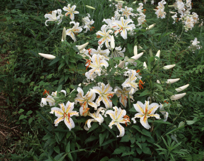 百合花,植物,水平画幅,亚洲,日本,日本武士,关东地区,茨城县,串,摄影