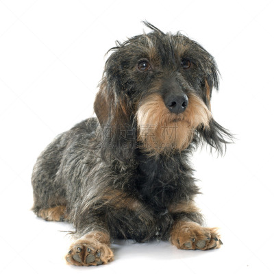 钢毛德国猎犬,褐色,白色背景,方形画幅,影棚拍摄,宠物,腊肠犬,雌性动物,2015年,动物