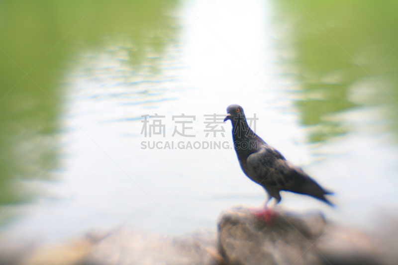 斑鸠,针孔照相机,自然,两翼昆虫,水平画幅,动物,鸟类,纯净,肖像,泰国
