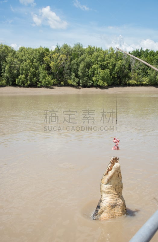 澳大利亚海水鳄,澳大利亚,野生动物,动物牙齿,动物嘴,动物,动物习性,动物皮,河流,户外