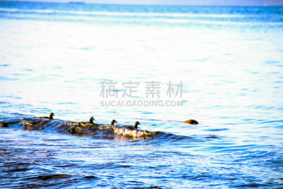 鸭子,自由,混合泳,呷呷叫,树林鸭,中等动物群体,太平洋海岸山脉,温哥华岛,加拿大文明,野鸭