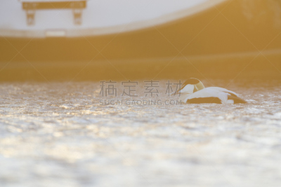 绒鸭,海港,雄性动物,长尾鸭,工业区,渔镇,张开翅膀,丹麦,曙暮光,鸟类